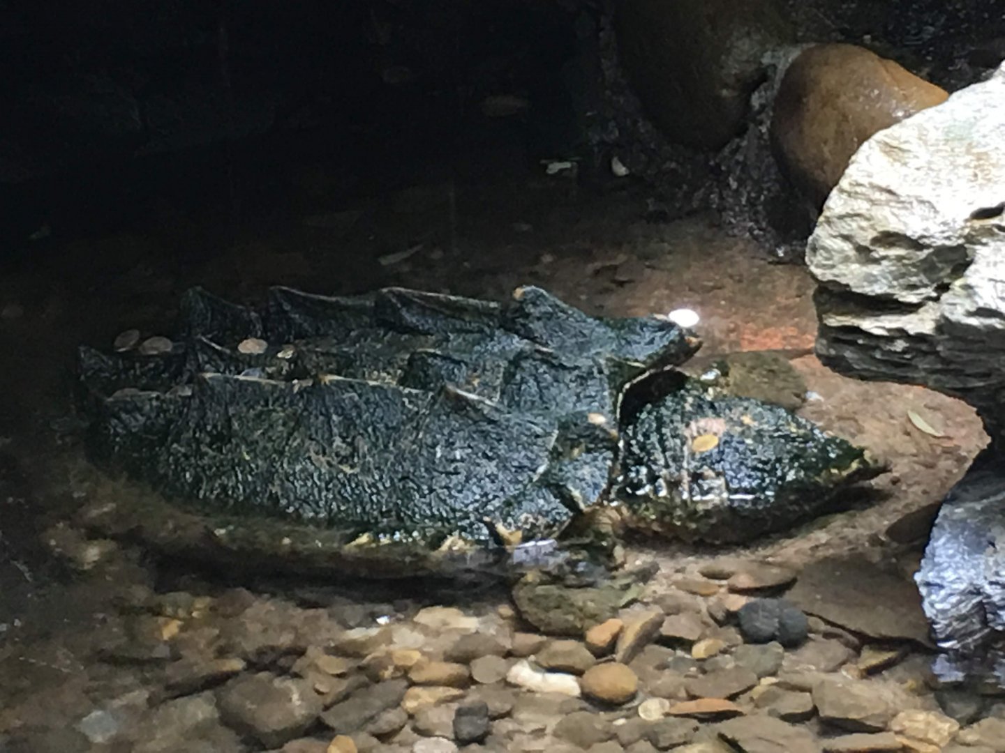 Alligator Snapping Turtle