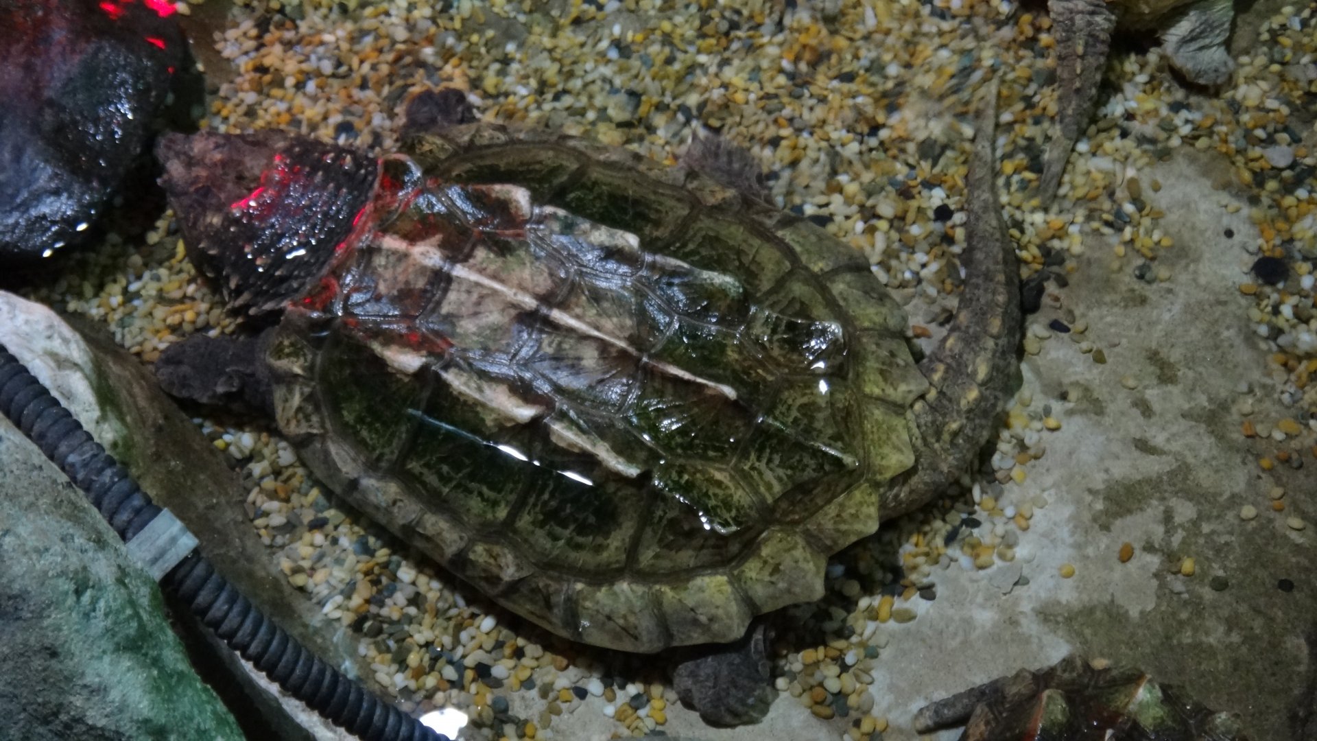 Alligator Snapping Turtle