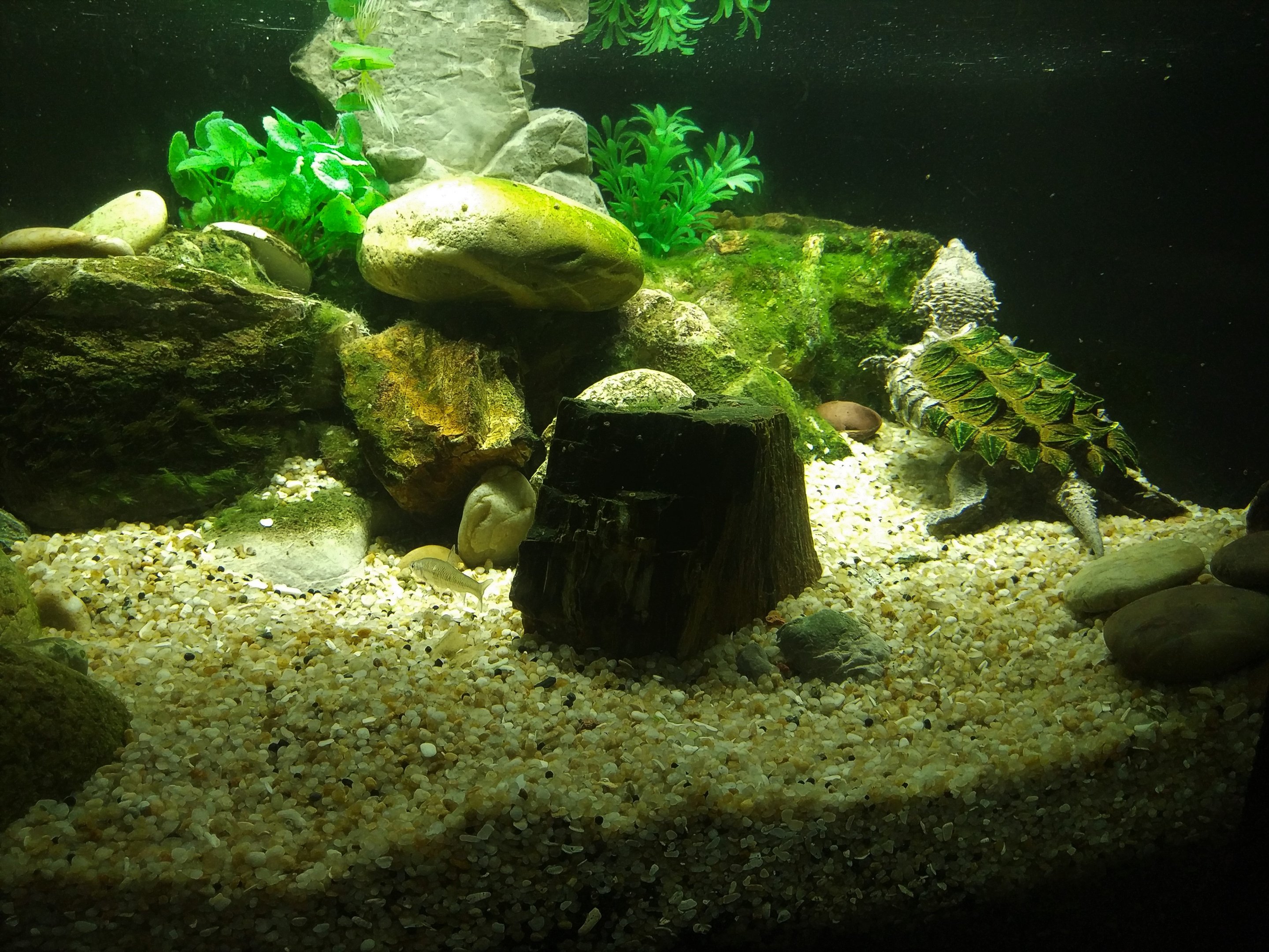 Alligator Snapping Turtle