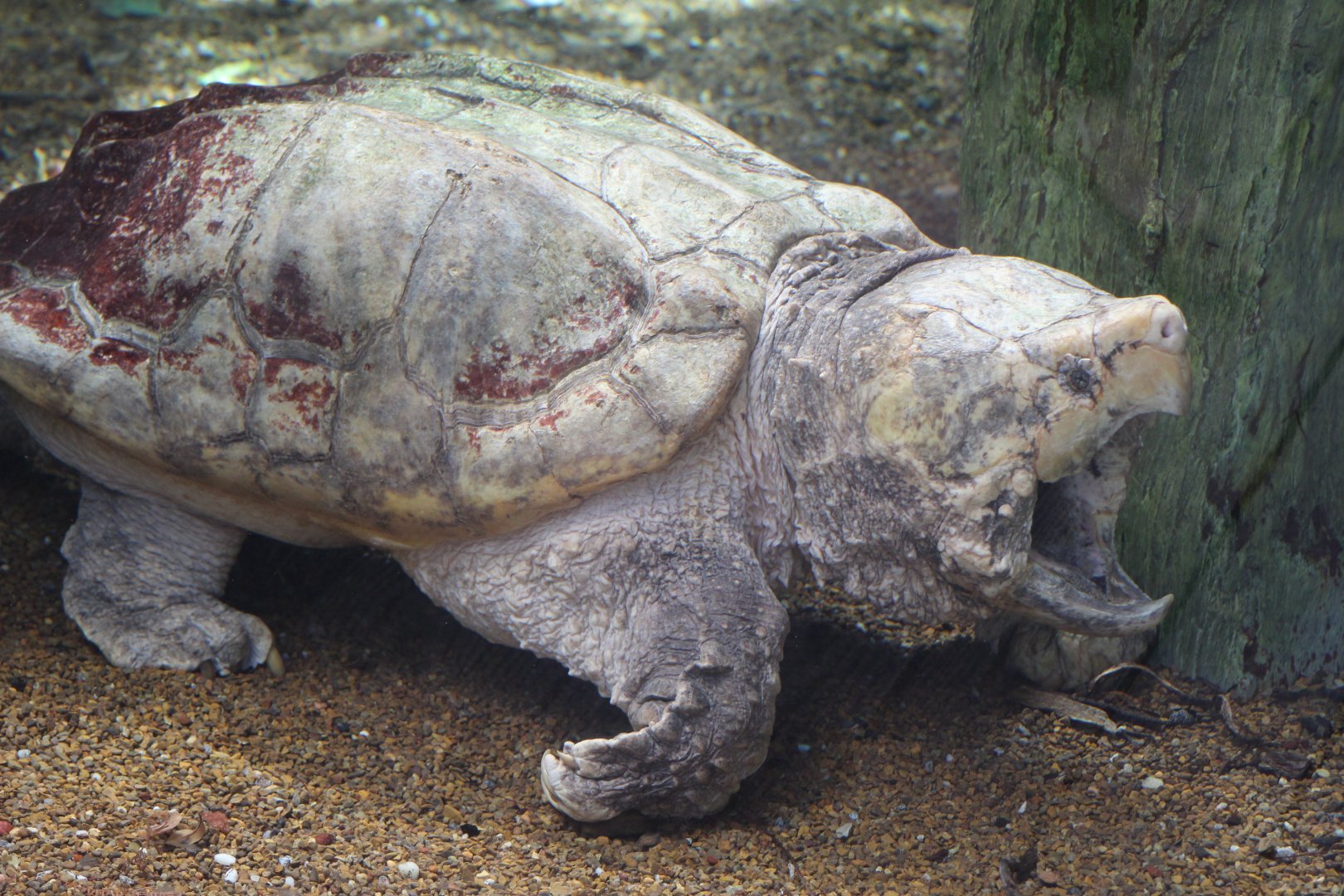 Alligator Snapping Turtle