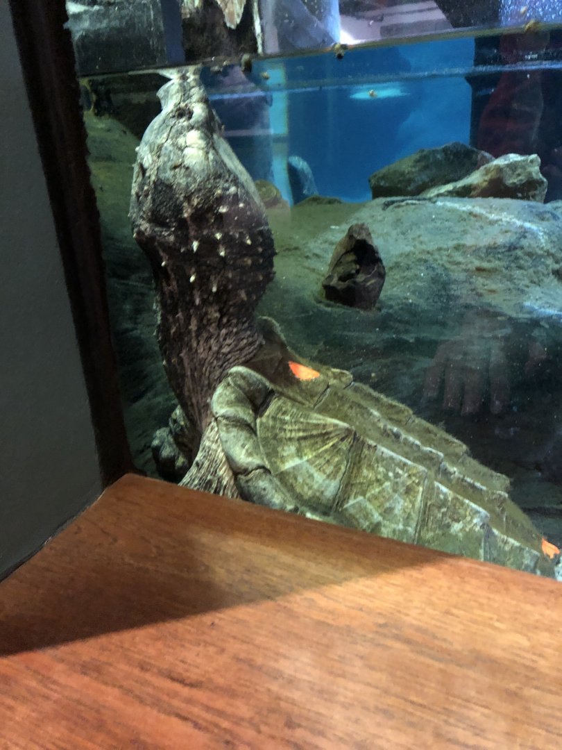Alligator Snapping Turtle