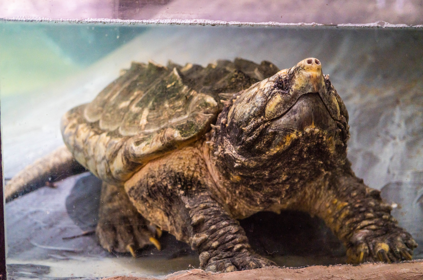 Alligator Snapping Turtle