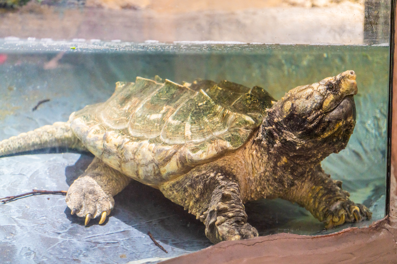 Alligator Snapping Turtle