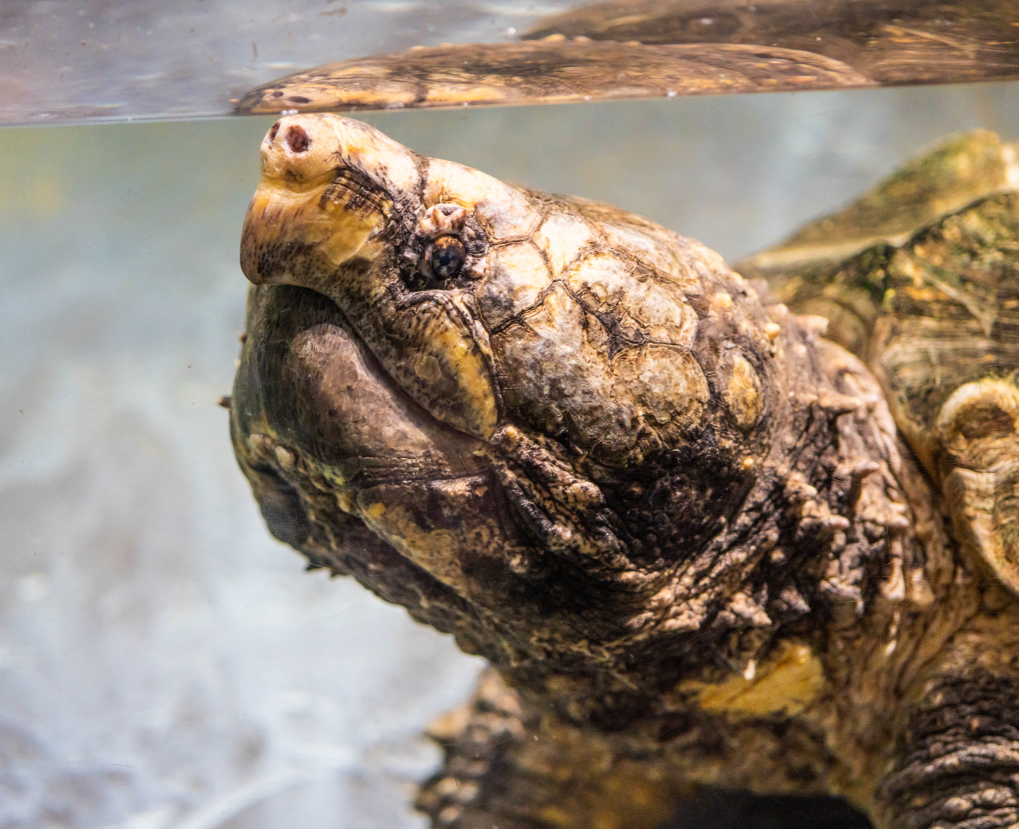 Alligator Snapping Turtle