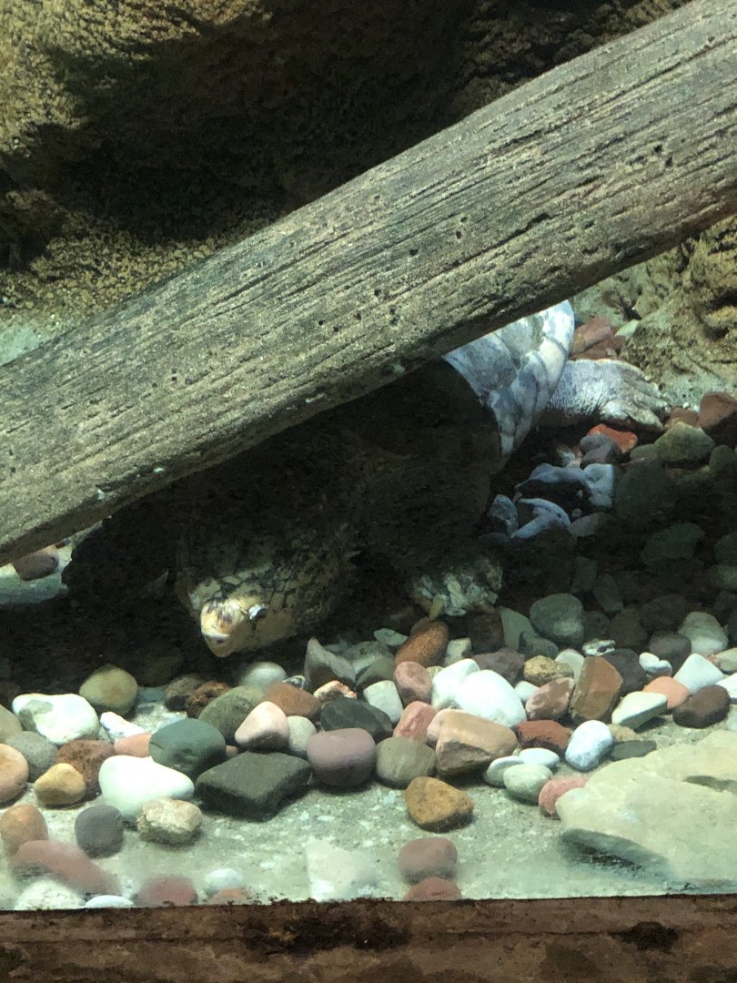 Alligator Snapping Turtle