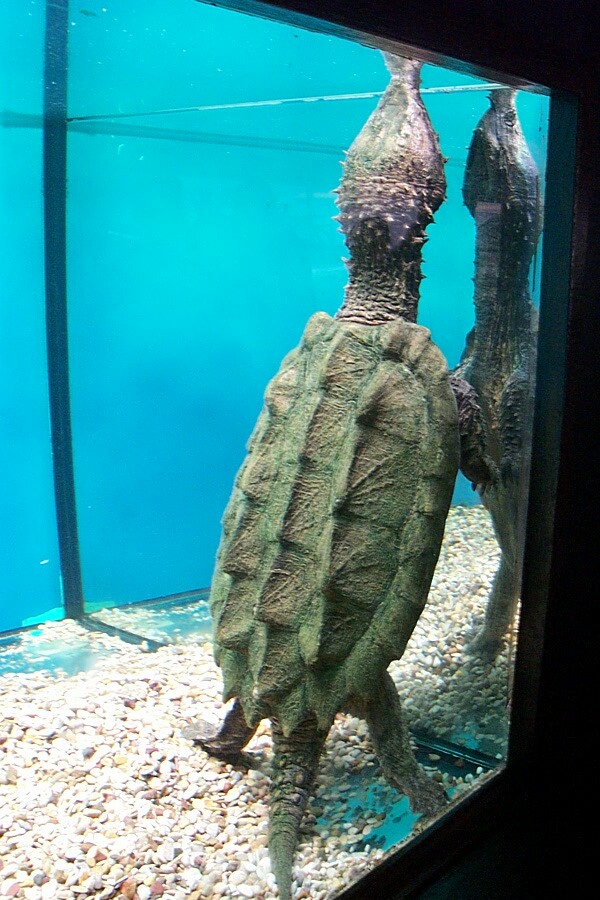 Alligator Snapping Turtle