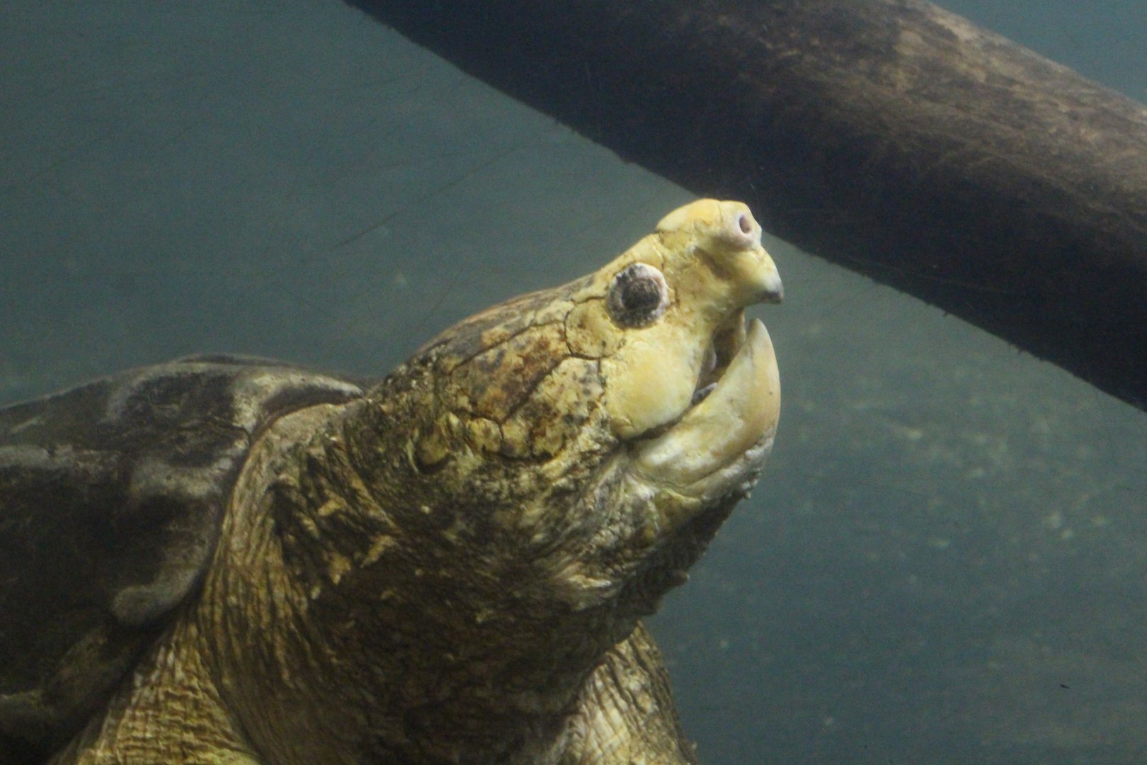 Alligator Snapping Turtle