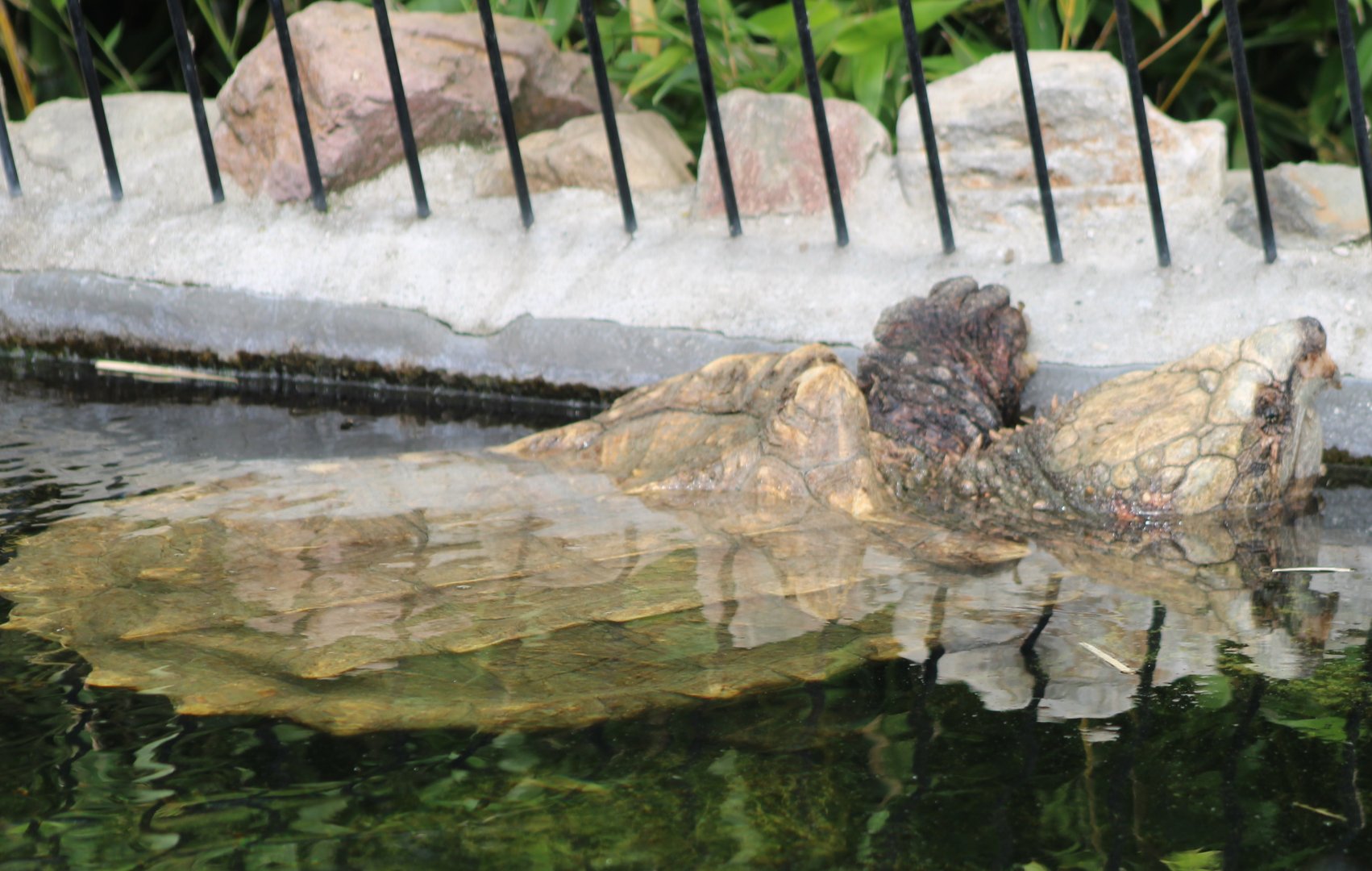 Alligator snapping turtle