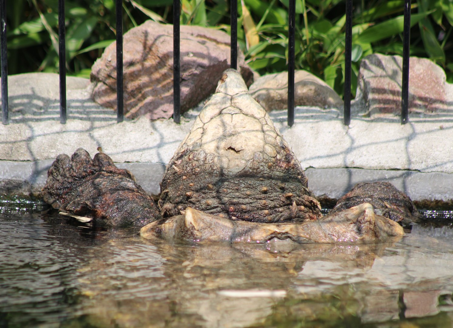 Alligator snapping turtle