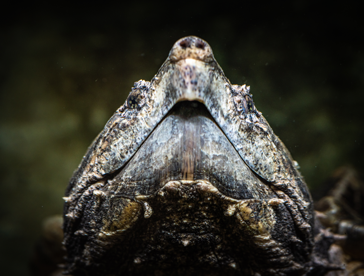 Alligator Snapping Turtle
