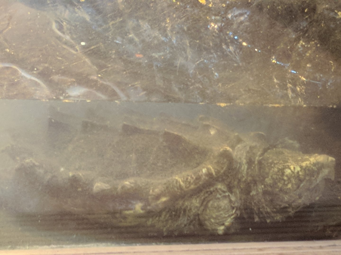 Alligator Snapping Turtle