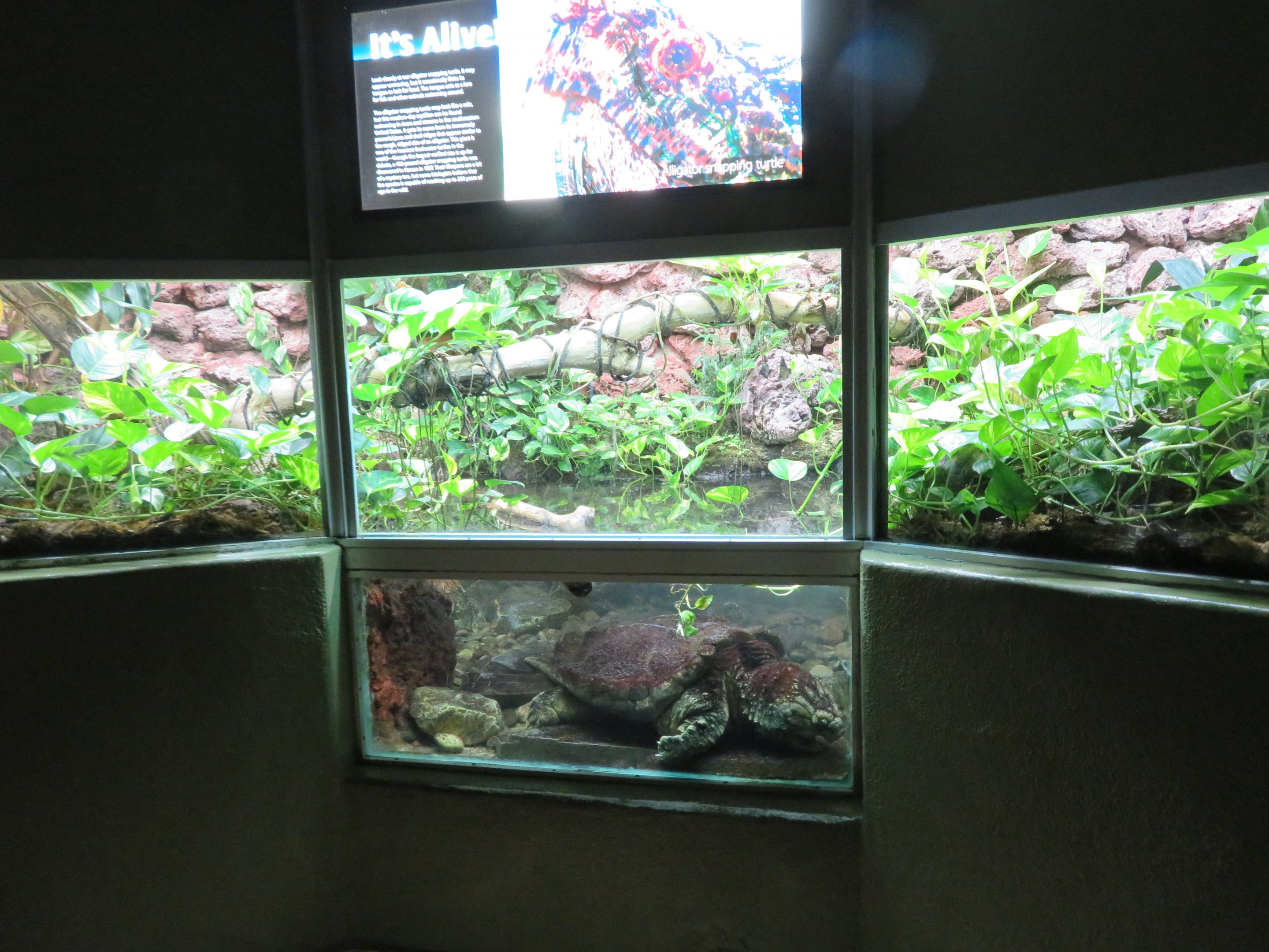 Alligator Snapping Turtle