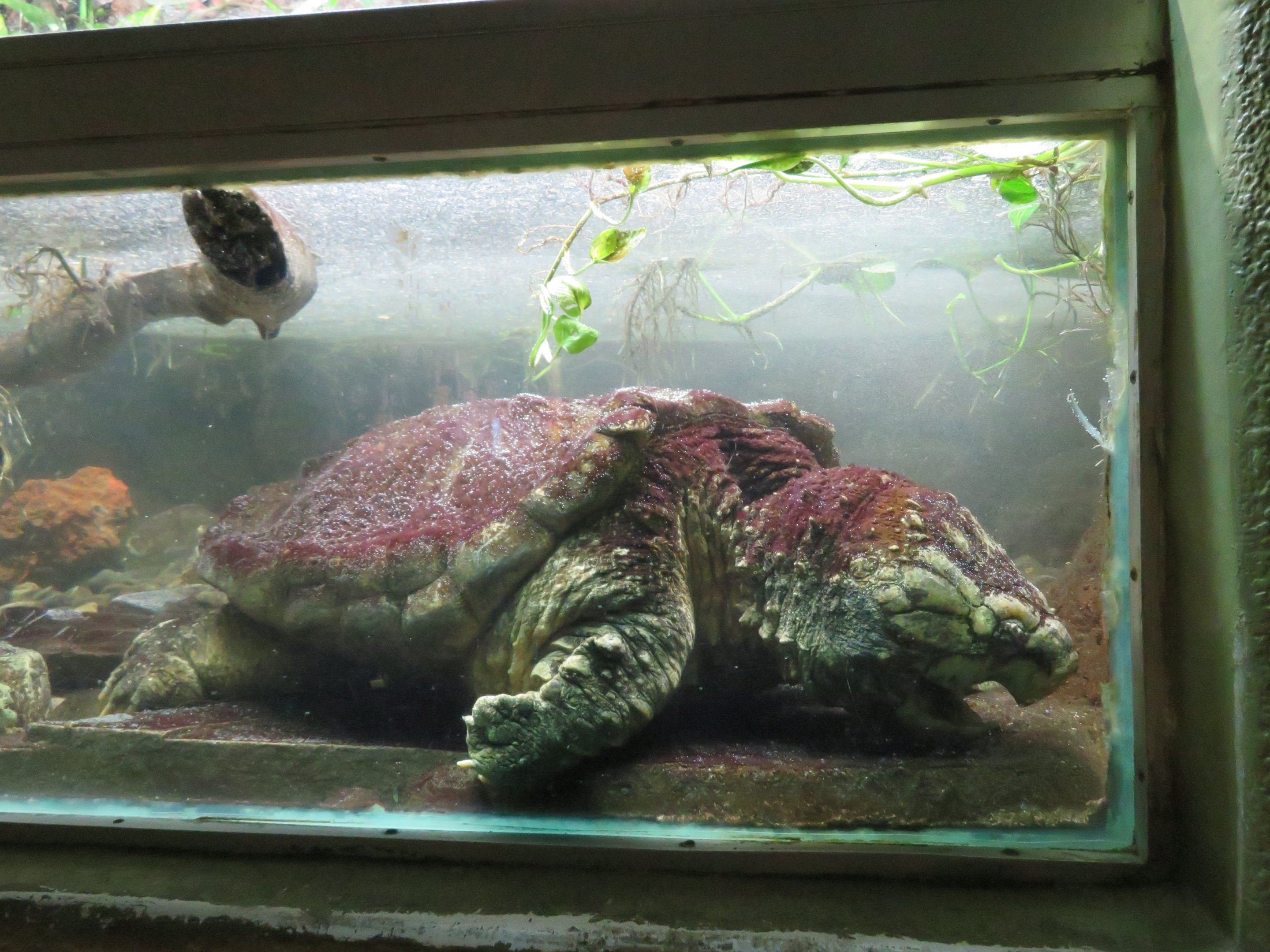 Alligator Snapping Turtle