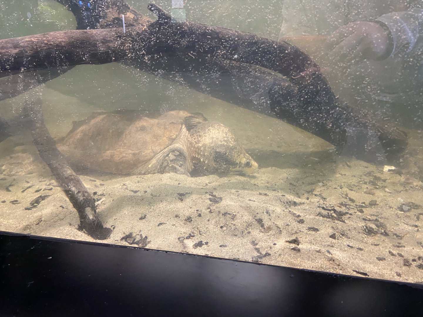 Alligator Snapping Turtle