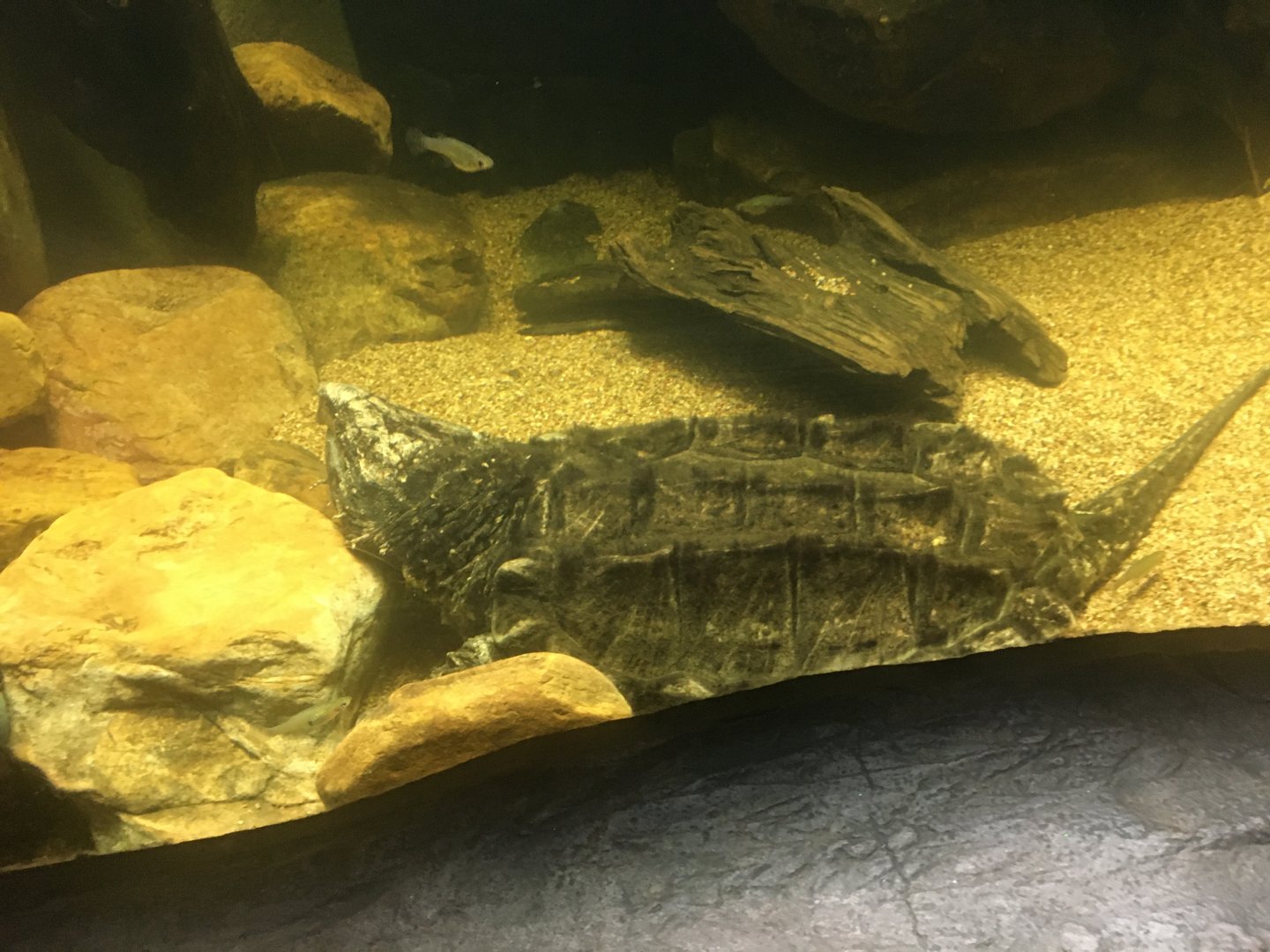Alligator snapping turtle