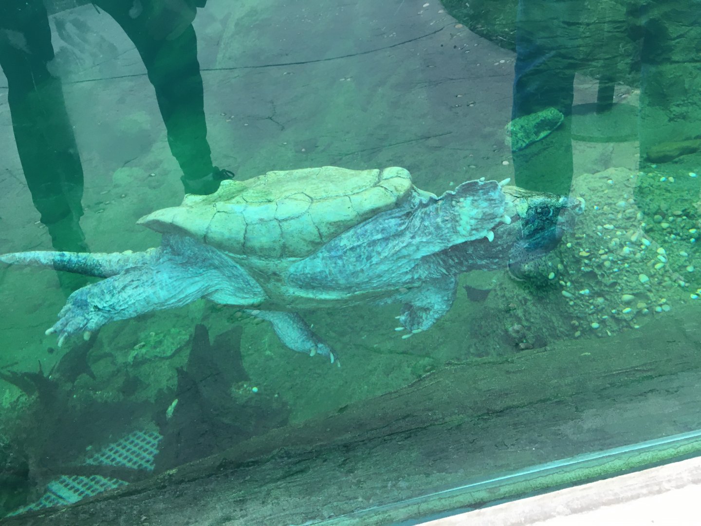 Alligator snapping turtle