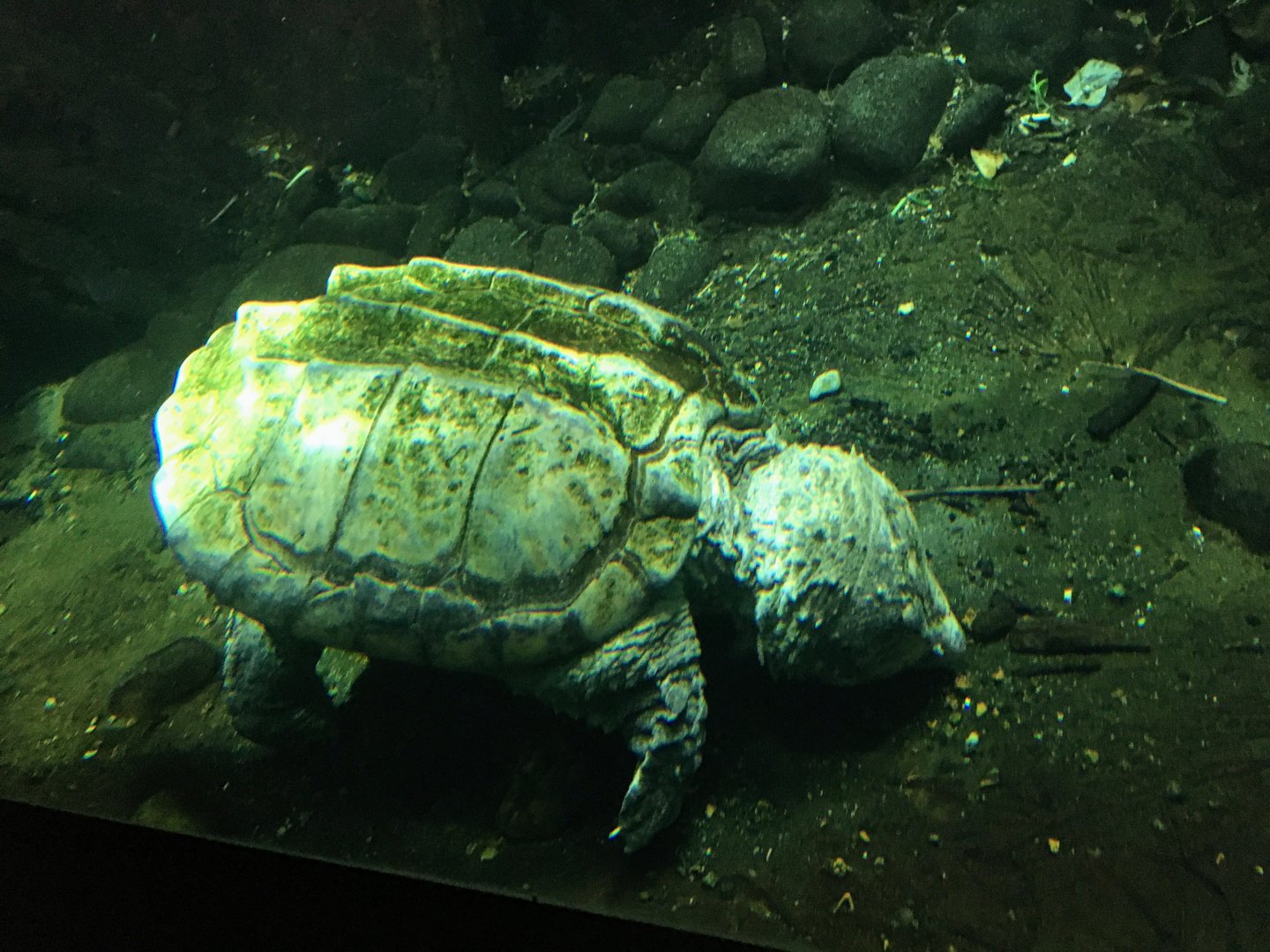 Alligator snapping turtle