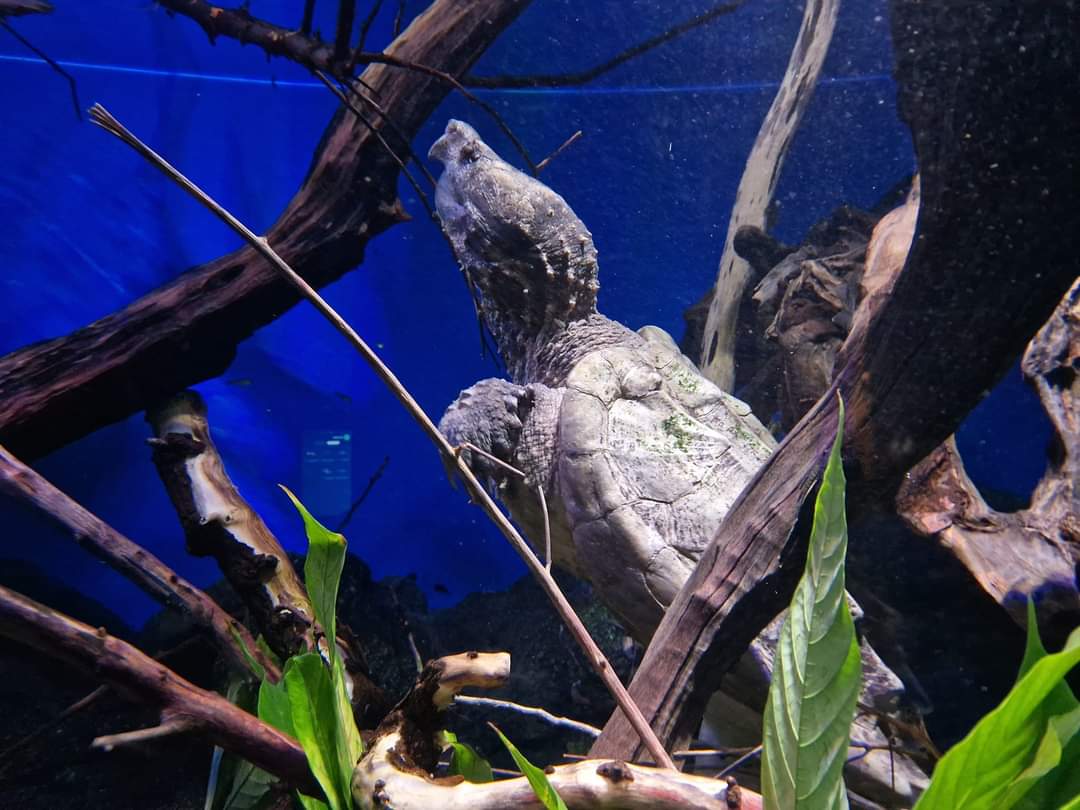 Alligator Snapping Turtle