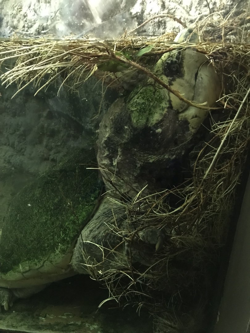 Alligator Snapping Turtle