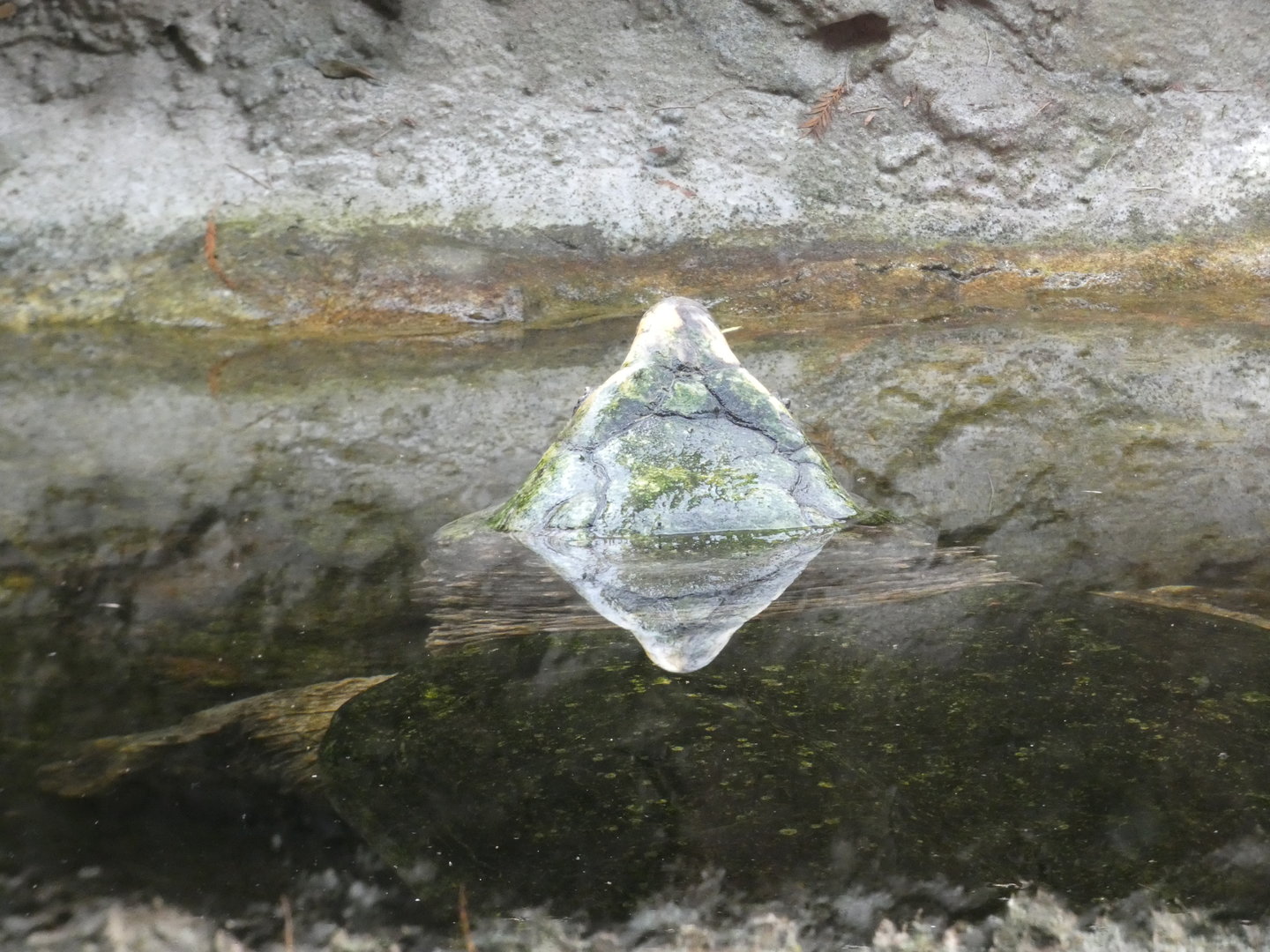Alligator Snapping Turtle