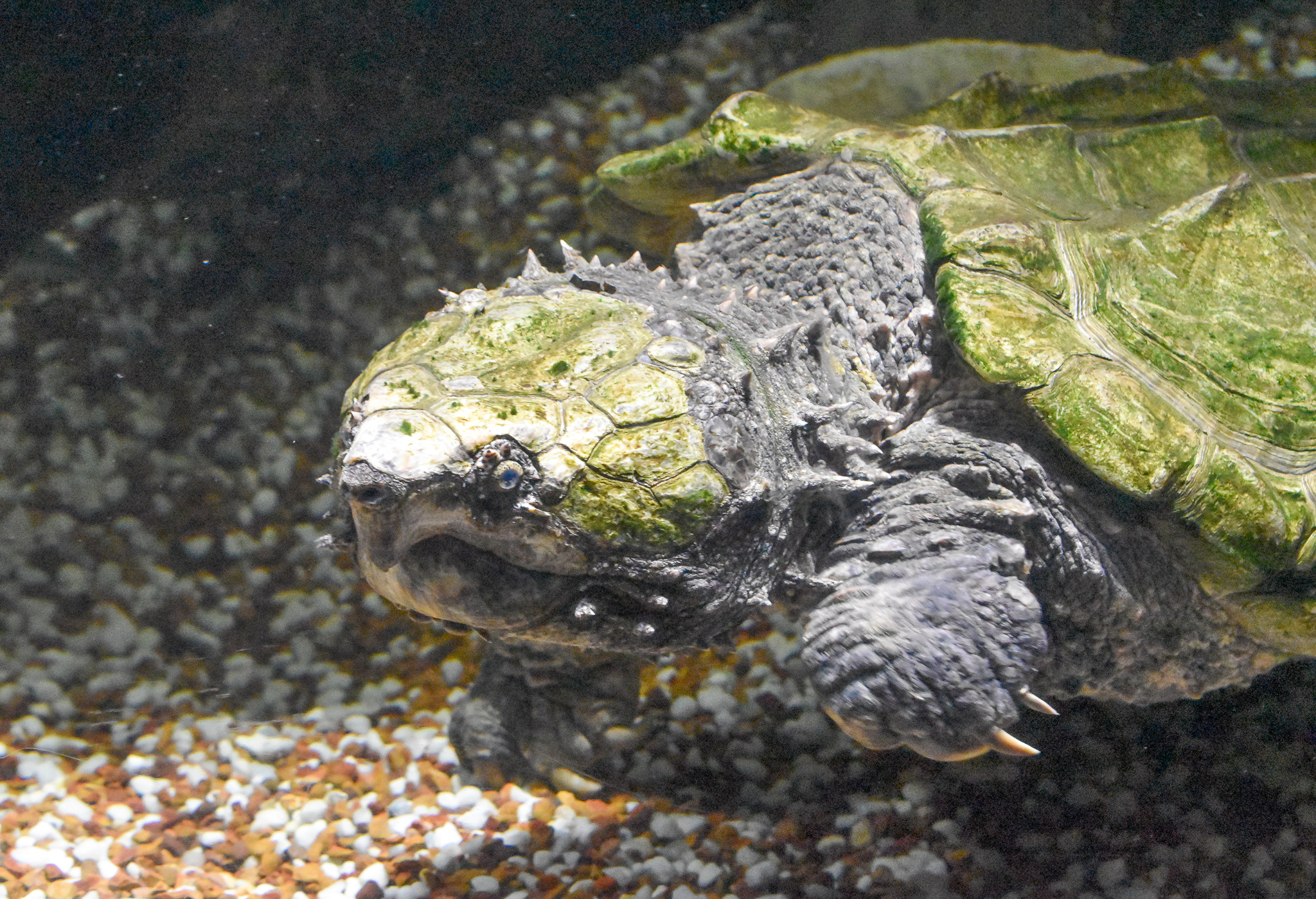Alligator Snapping Turtle
