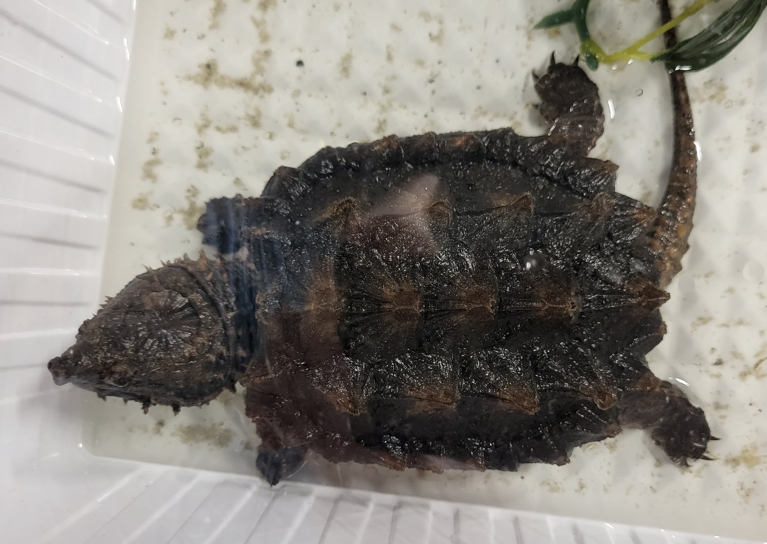 Alligator snapping turtle