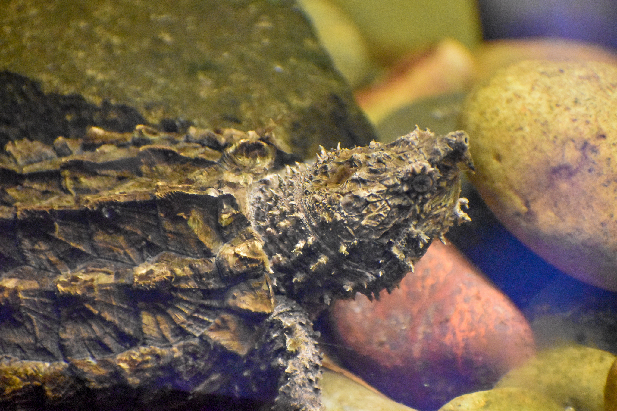 Alligator Snapping Turtle