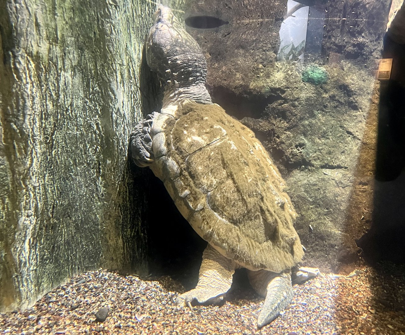 Alligator Snapping Turtle