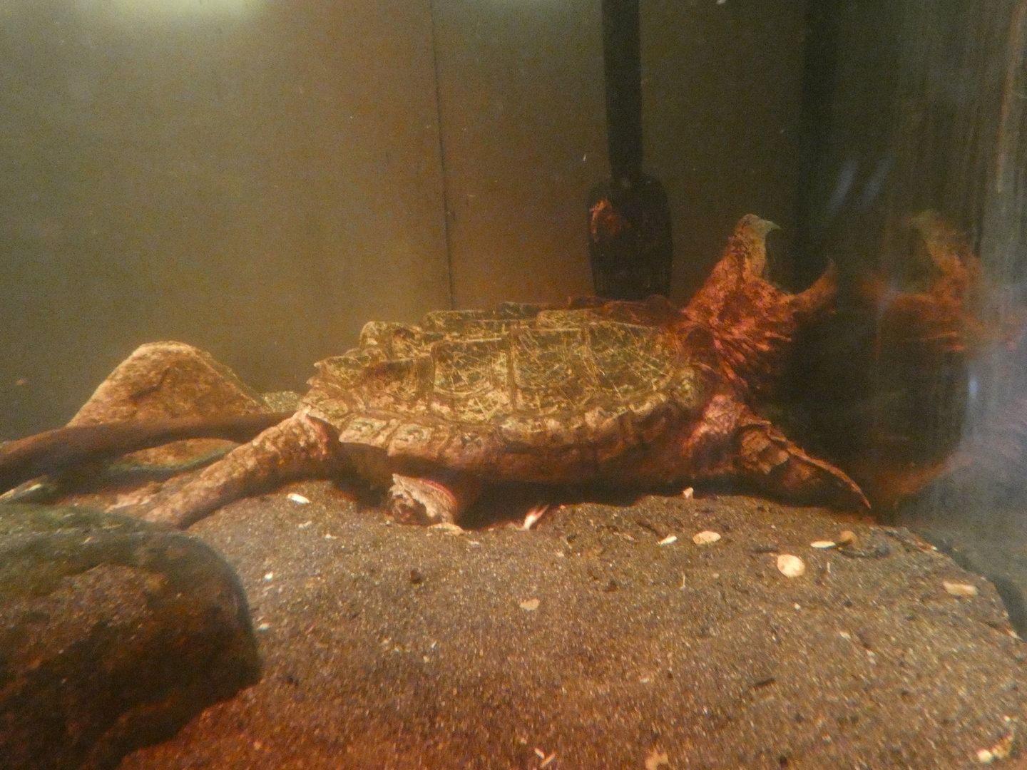 Alligator snapping turtle