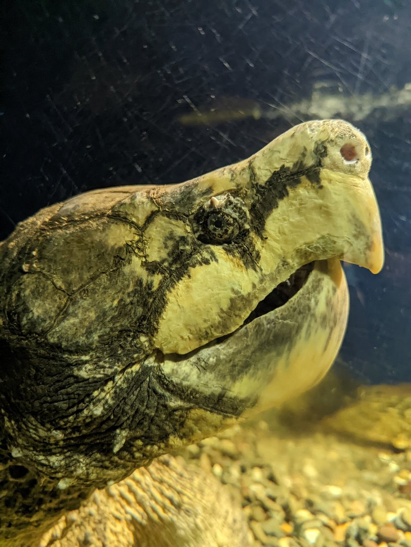 Alligator Snapping Turtle