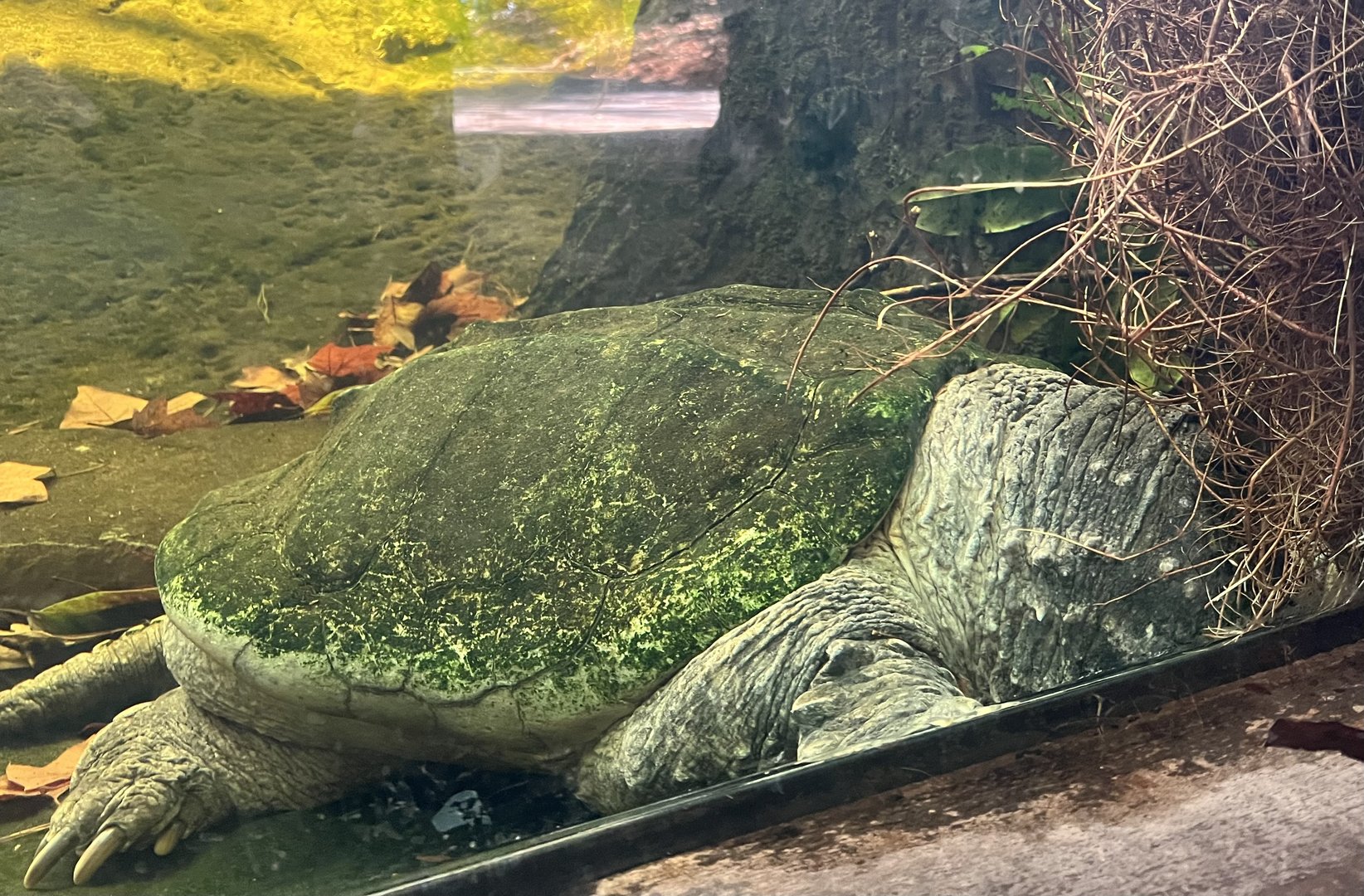 Alligator Snapping Turtle
