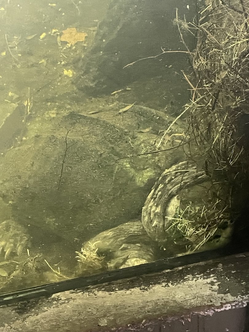 Alligator Snapping Turtle