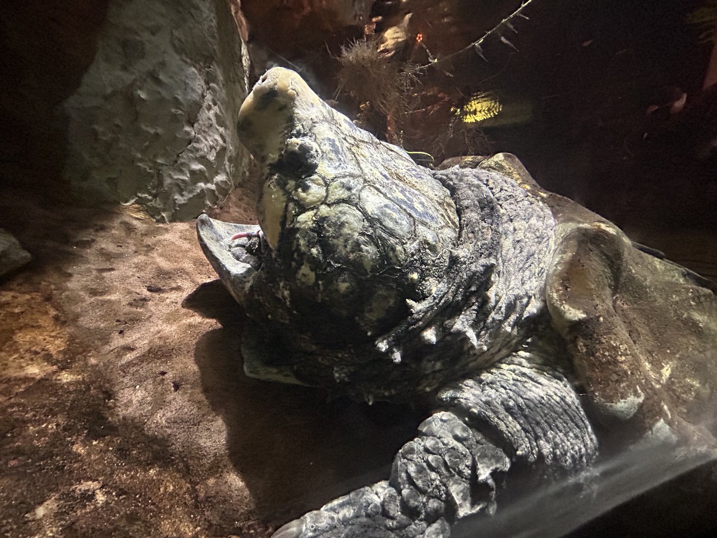 Alligator Snapping Turtle
