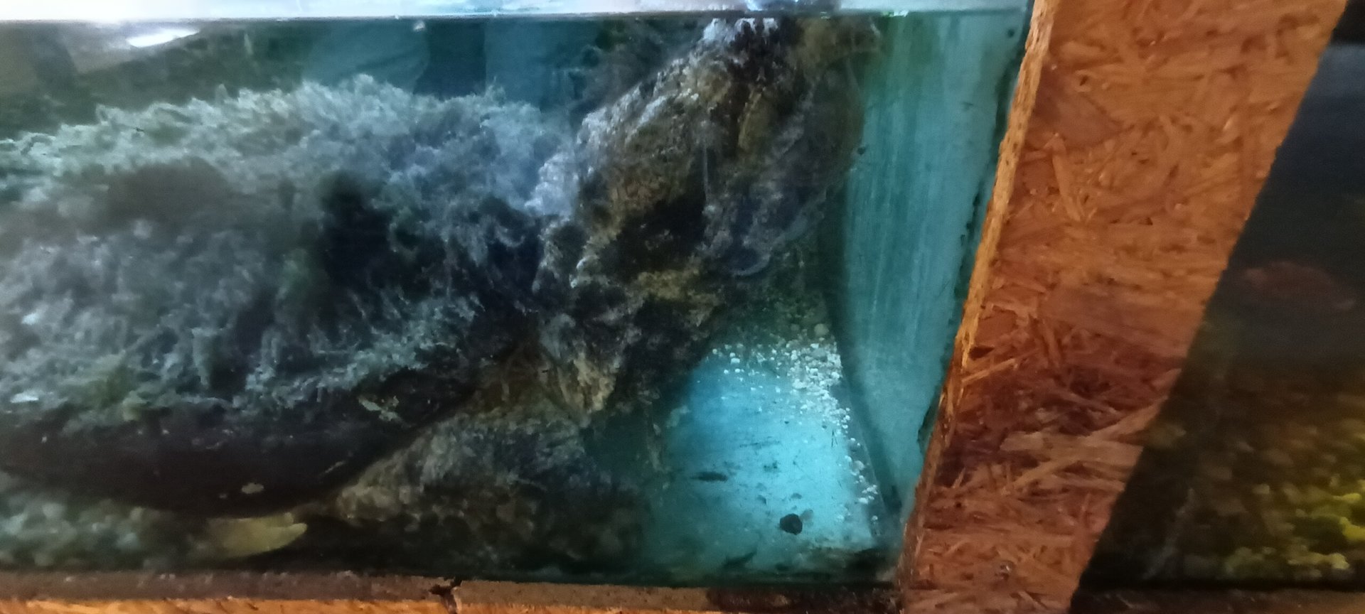 Alligator snapping Turtle