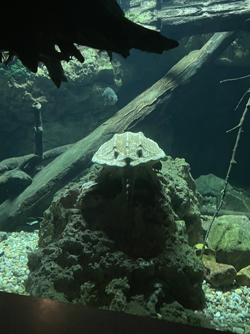 Alligator Snapping Turtle