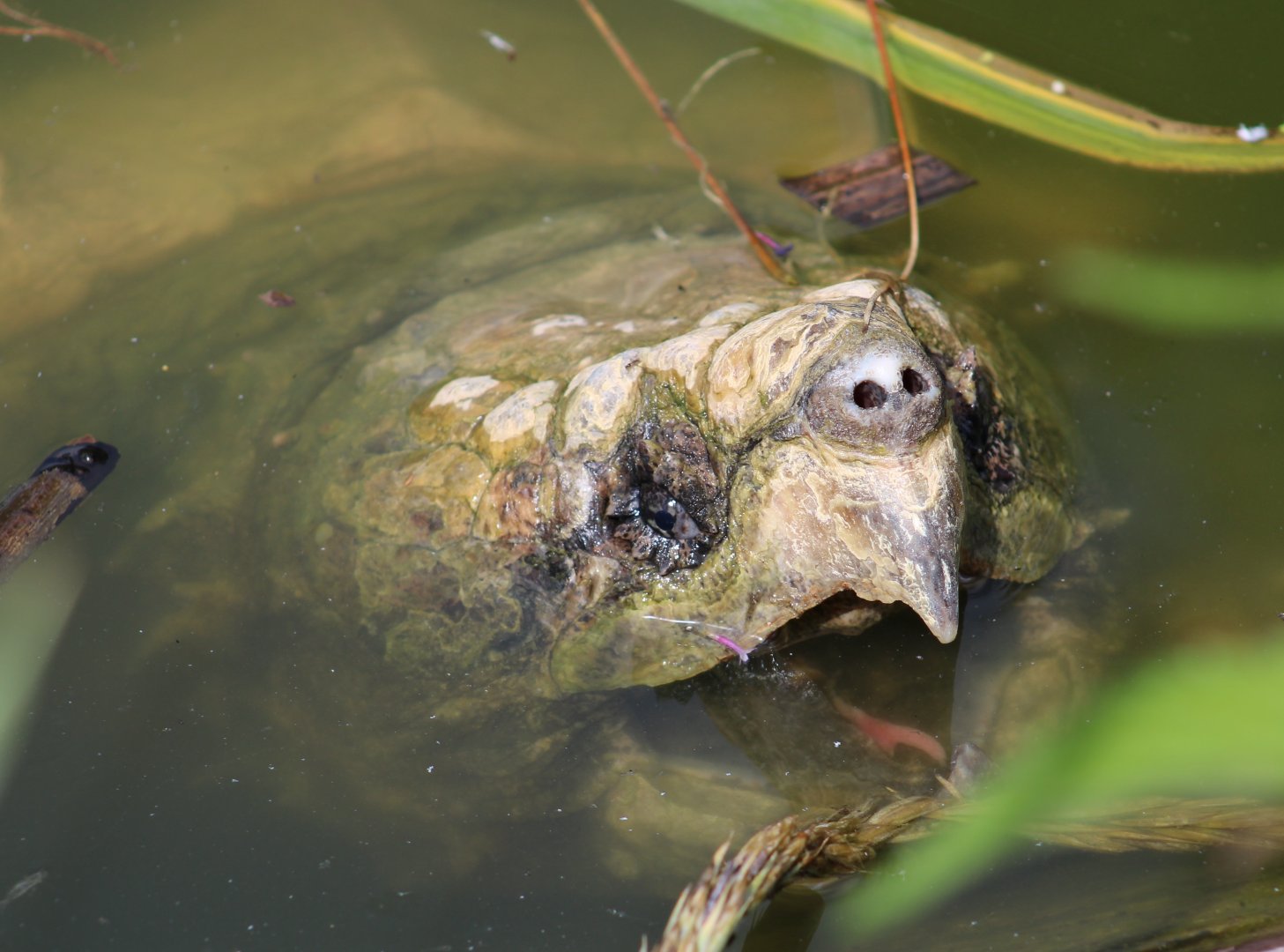 Alligator snapping turtle