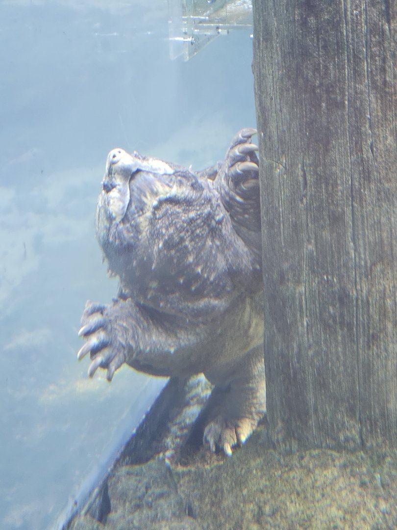 Alligator snapping turtle
