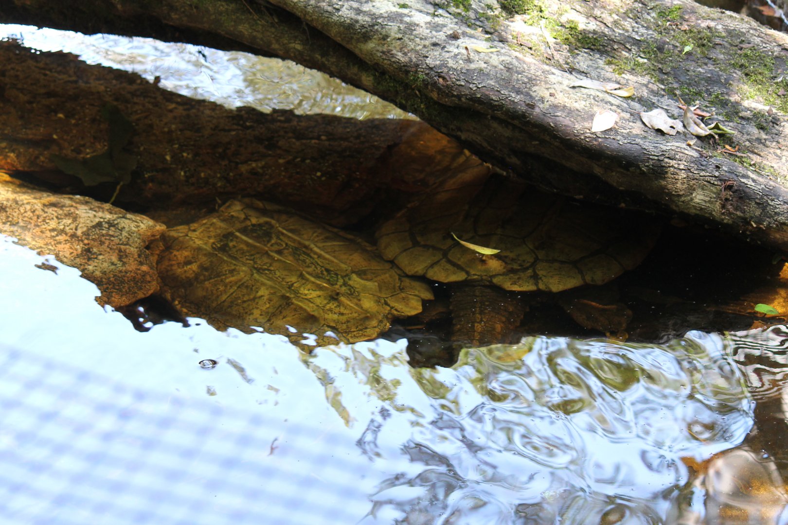 Alligator Snapping Turtle