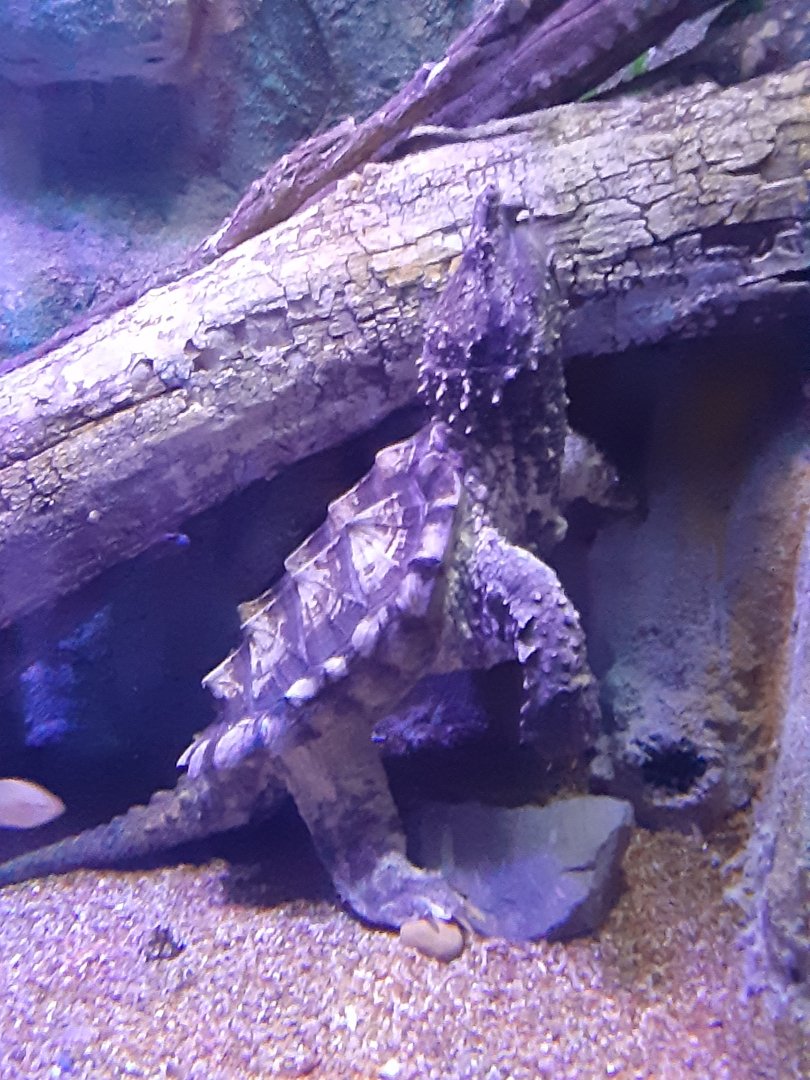 Alligator Snapping Turtle