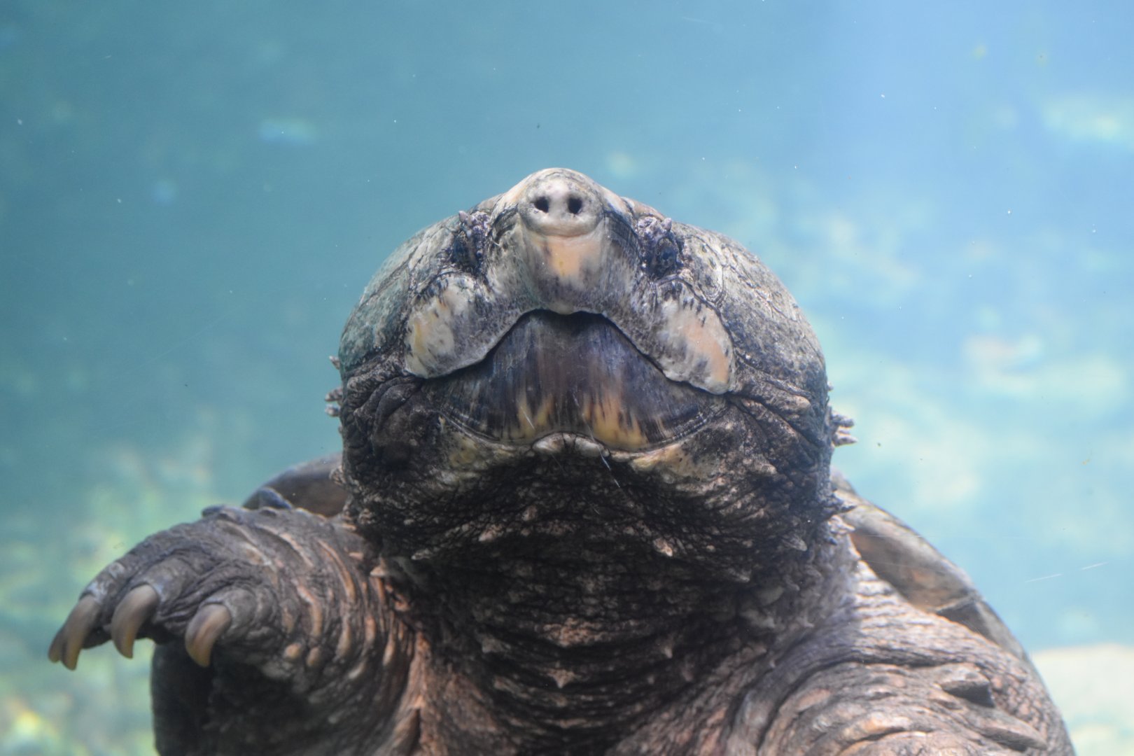 Alligator Snapping Turtle