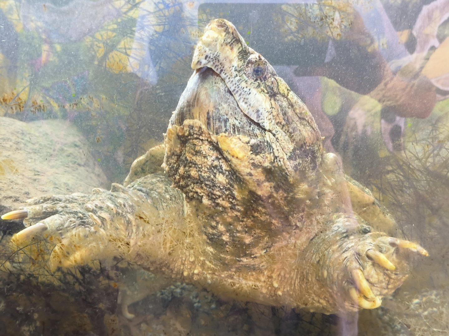 Alligator Snapping Turtle