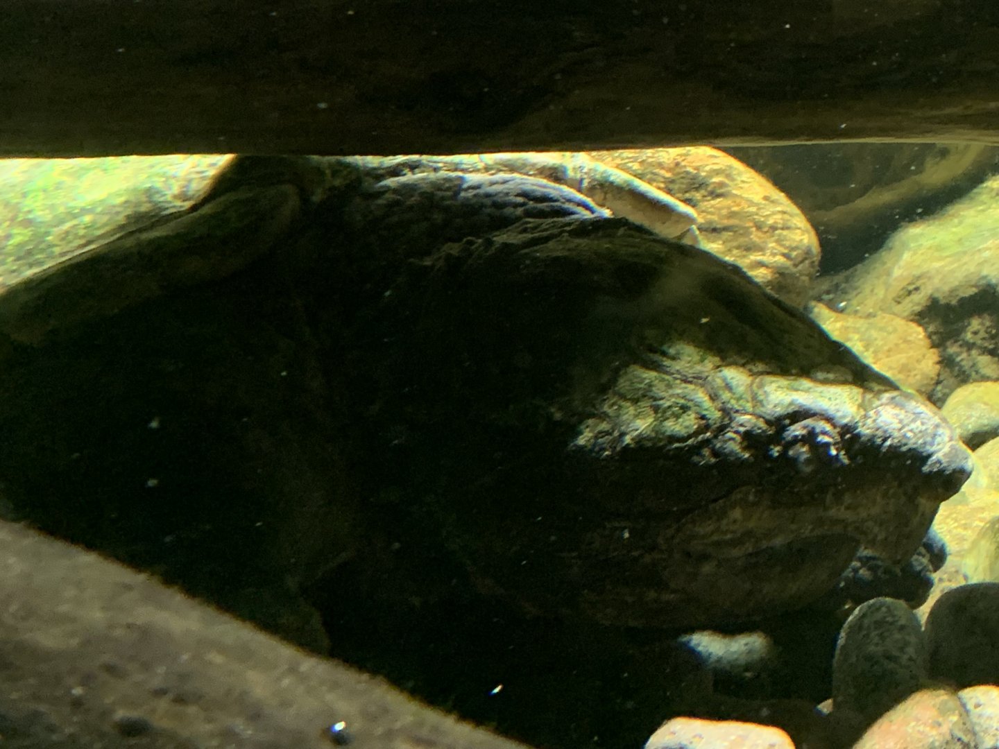Alligator snapping turtle