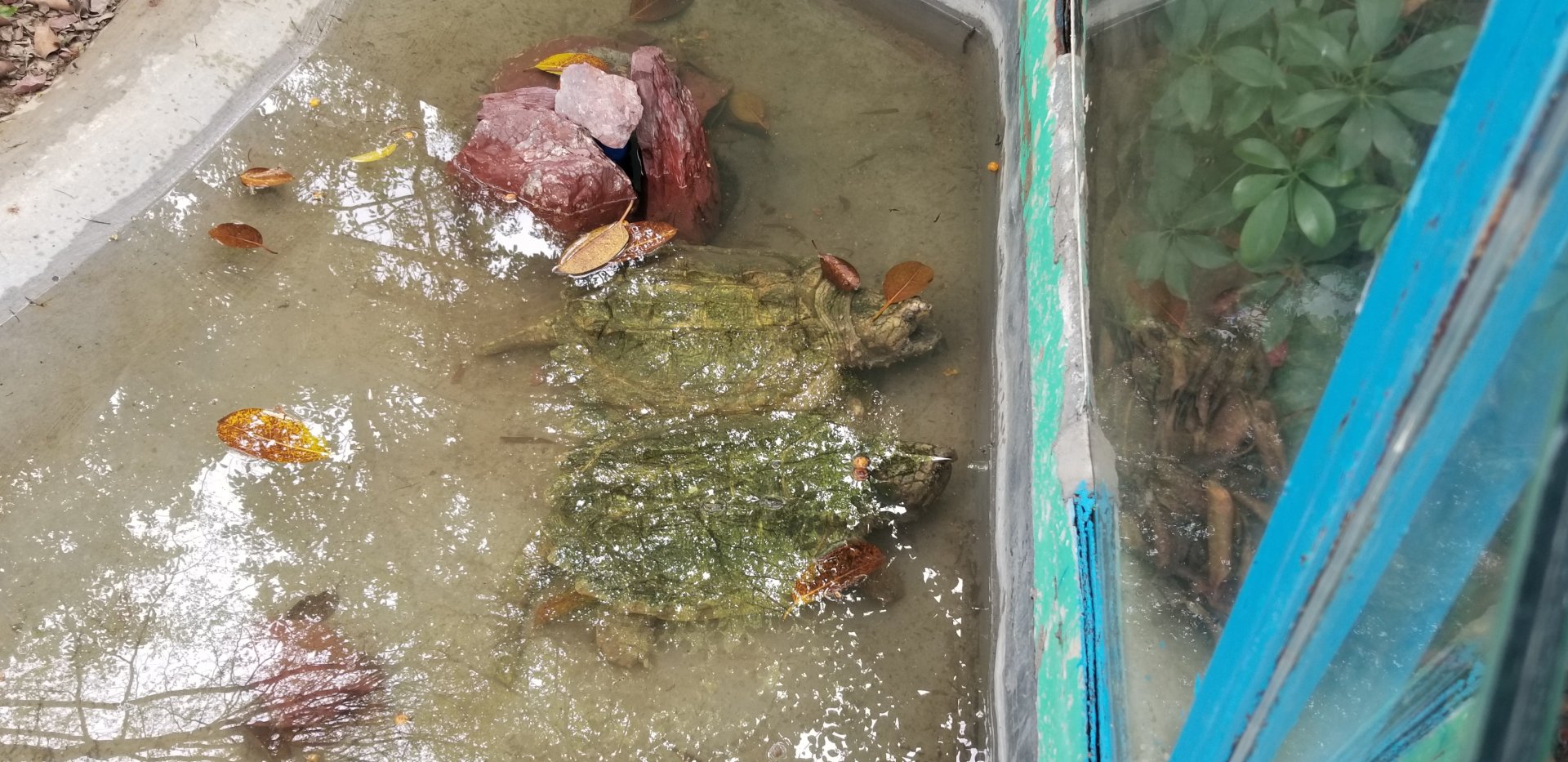 Alligator Snapping Turtle