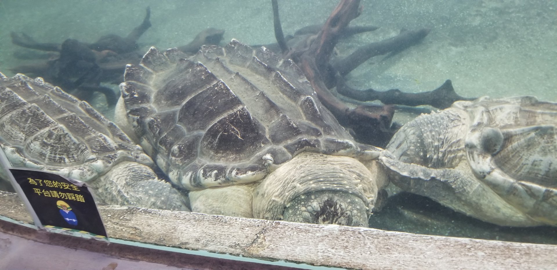 Alligator Snapping Turtle