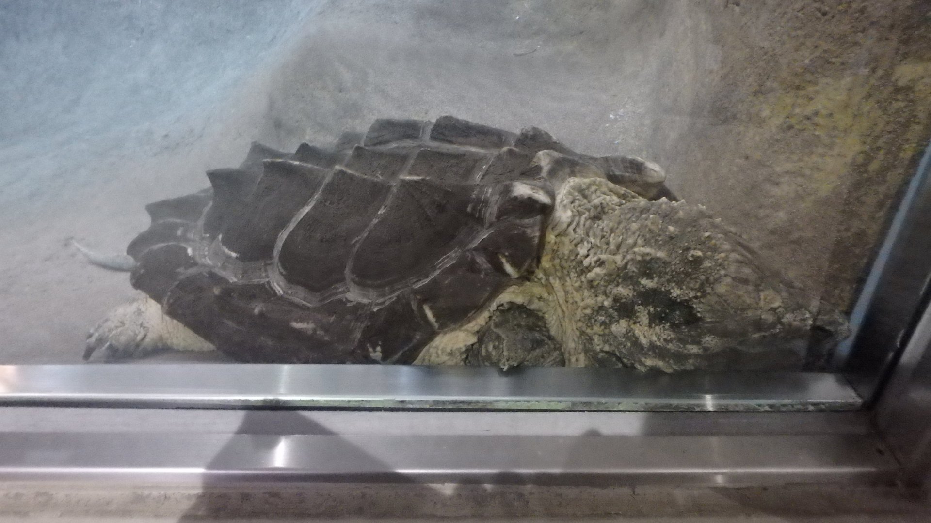 Alligator Snapping Turtle