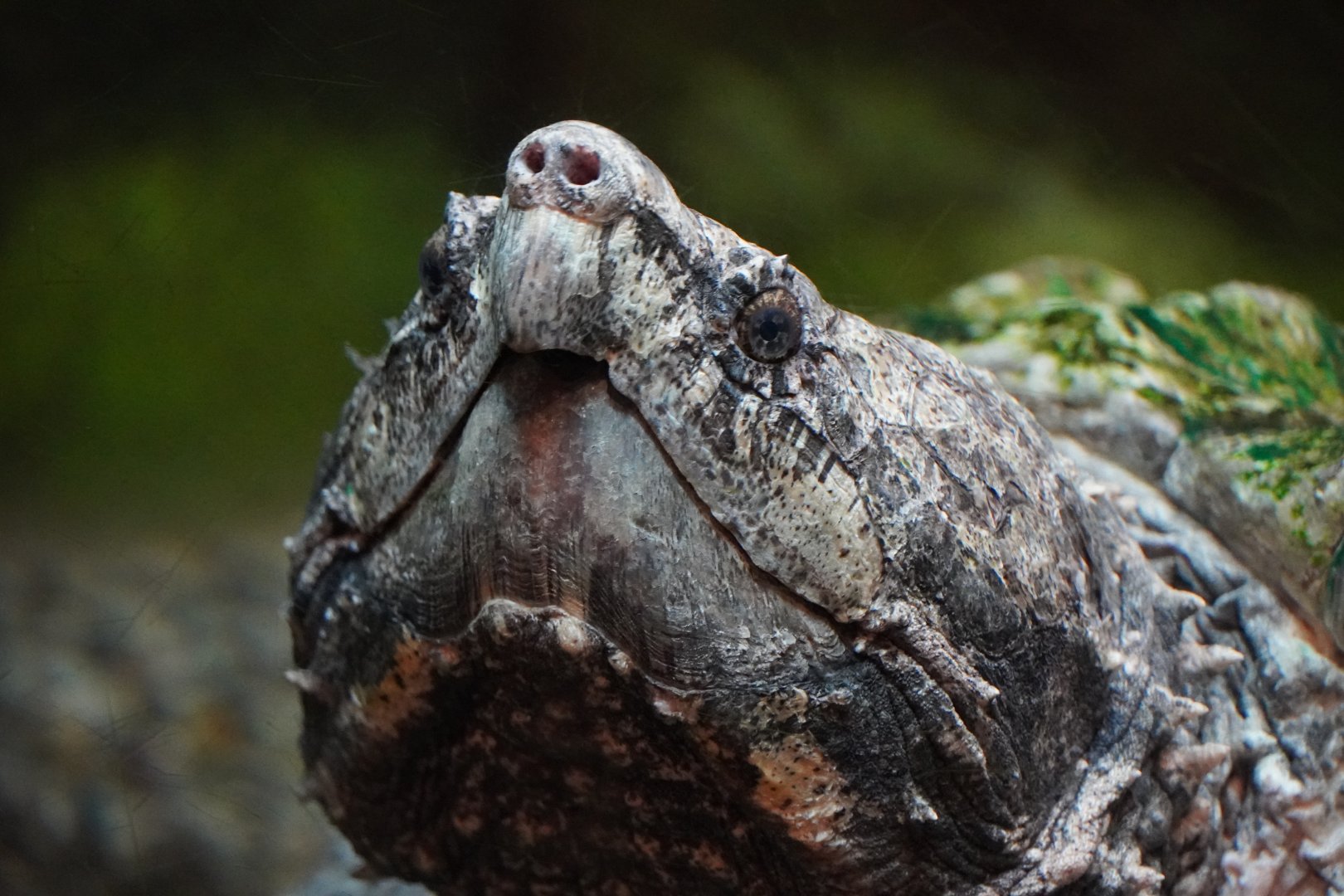 Alligator Snapping Turtle