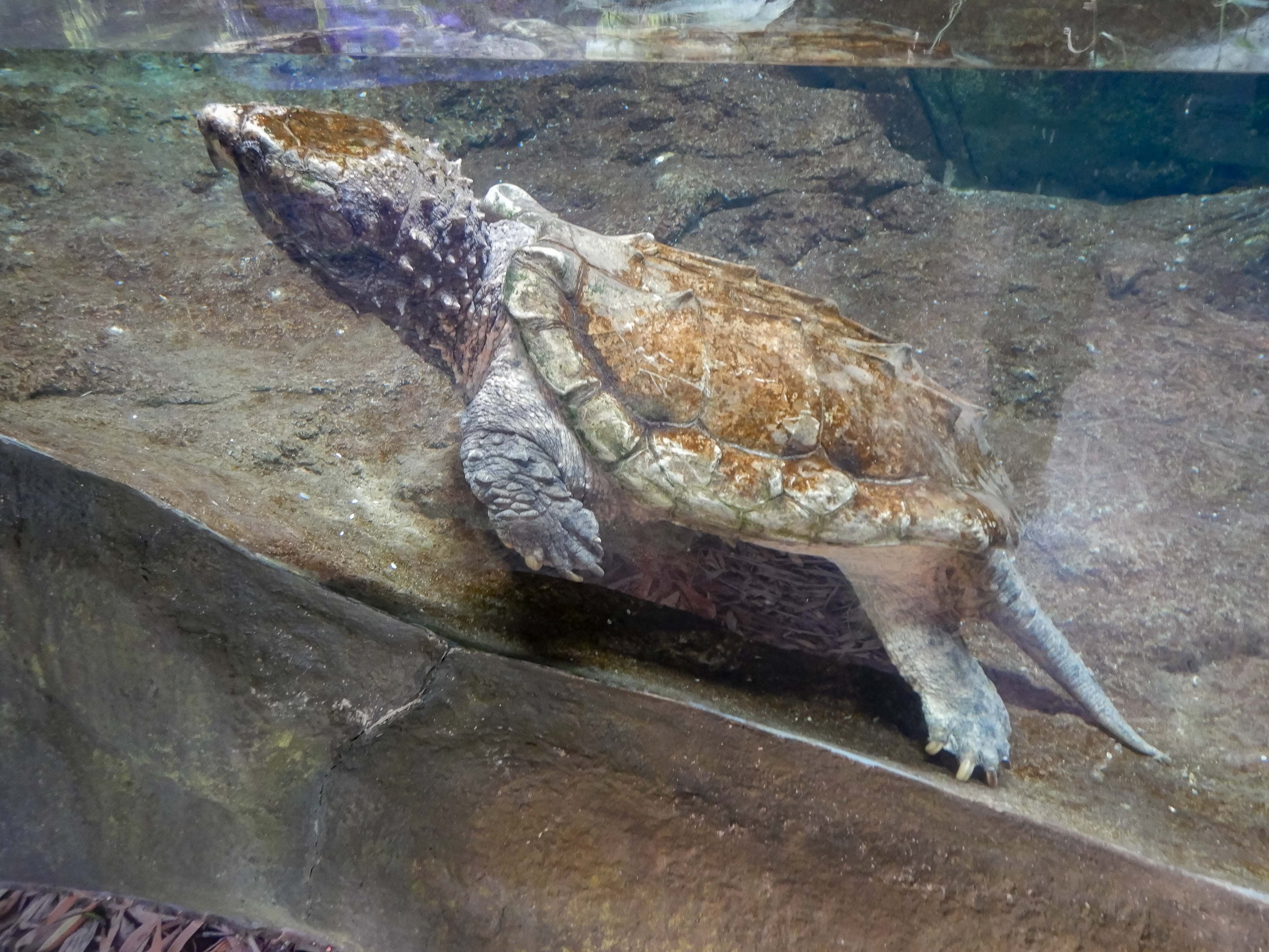 Alligator Snapping Turtle