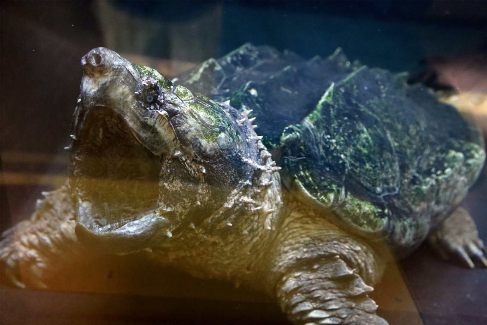 Alligator Snapping Turtle