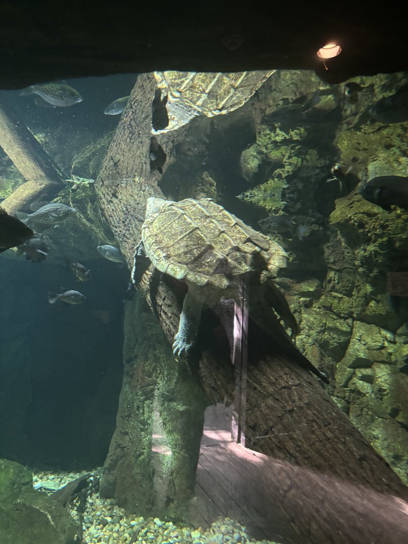 Alligator Snapping Turtle