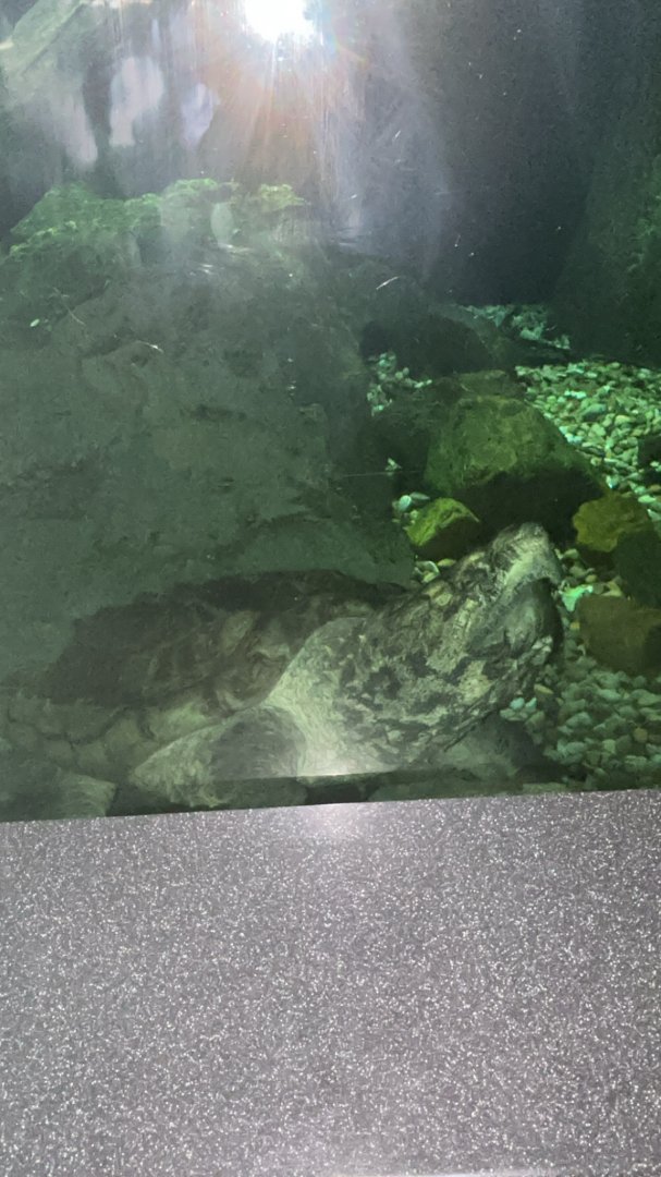 Alligator Snapping Turtle